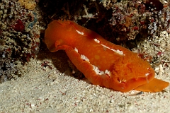 Raja Ampat 2016 - Hexabranchus sanguineus - Spanish Dancer - Danseuse Espagnole - IMG_5473_rc